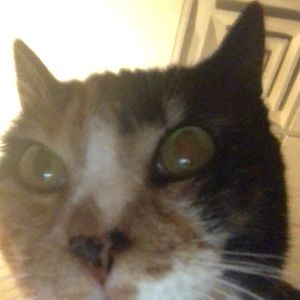 Meet your Posher, Wynne